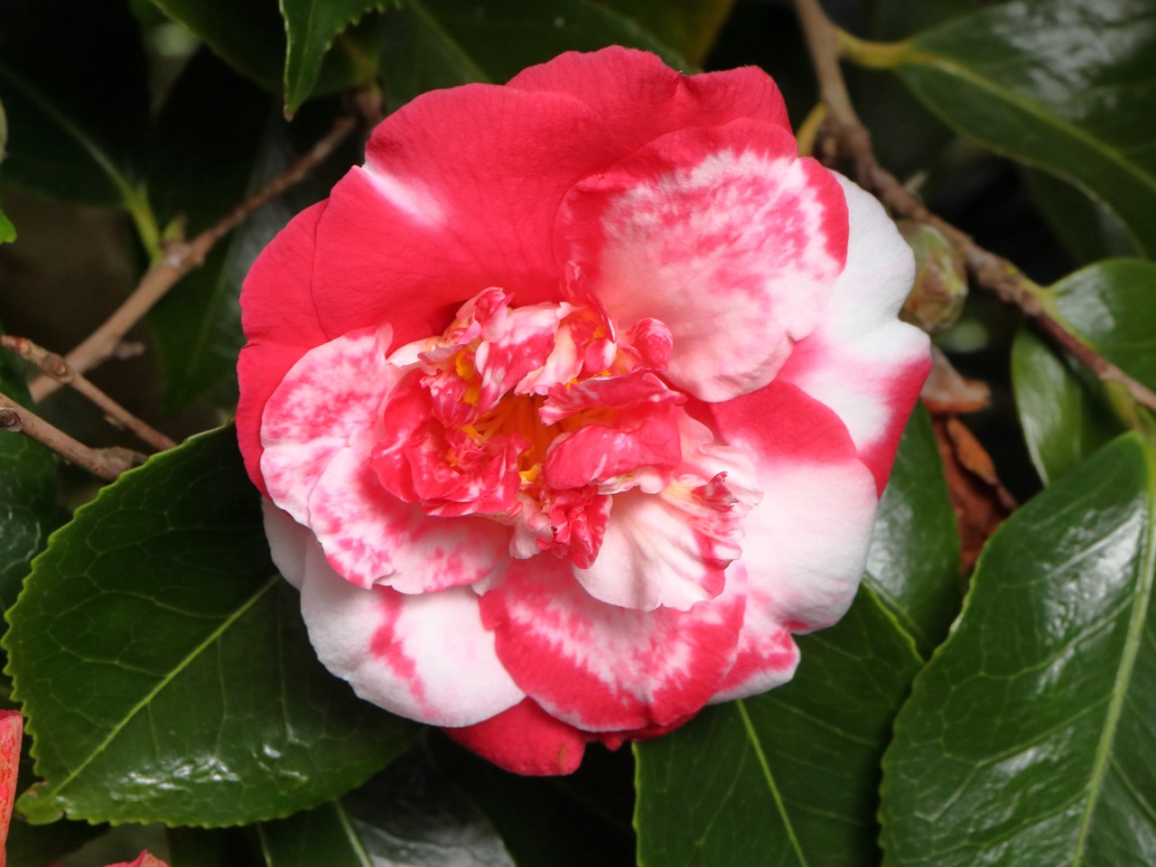 C. japonica 'Lady Vere de Vere'